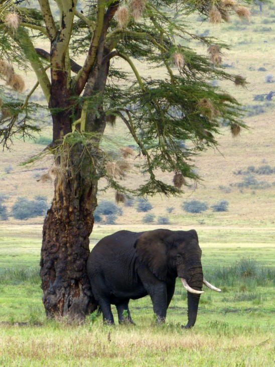 Ngorongoro-Krater Tansania Safari