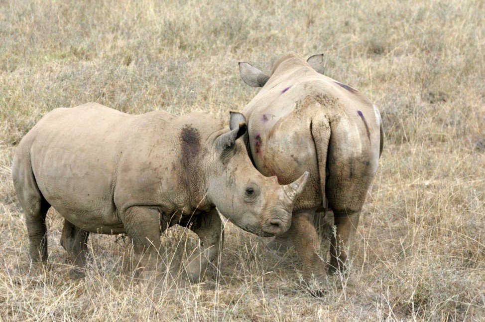 Ngorongoro-Krater Tansania Safari