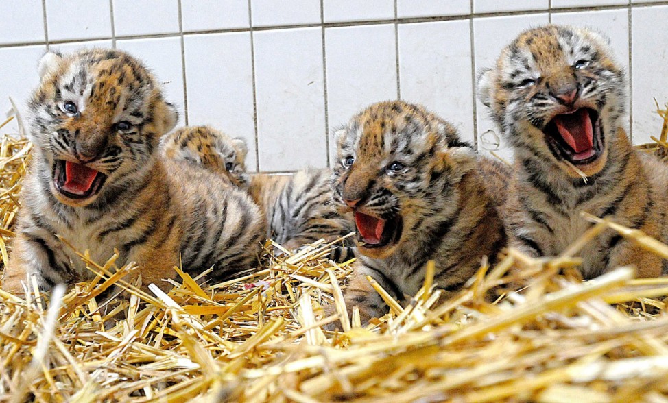 Wuppertaler Zoo stellt neugeborene Tigerbabys vor