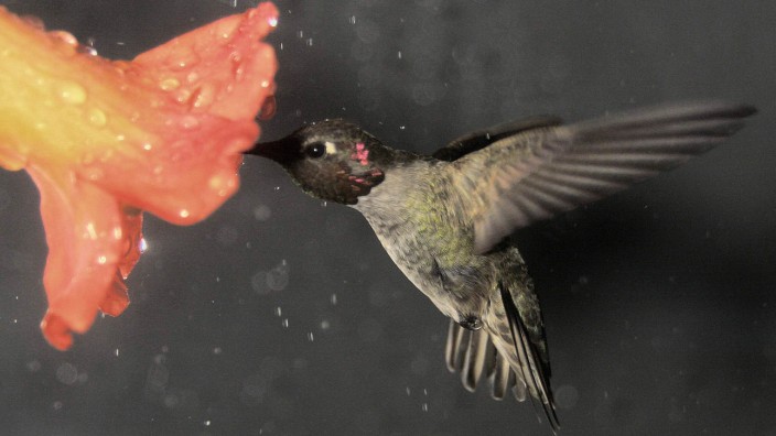 Flug von Kolibris im Regen