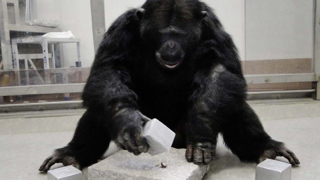Schimpansen suchen sich den besten Hammer