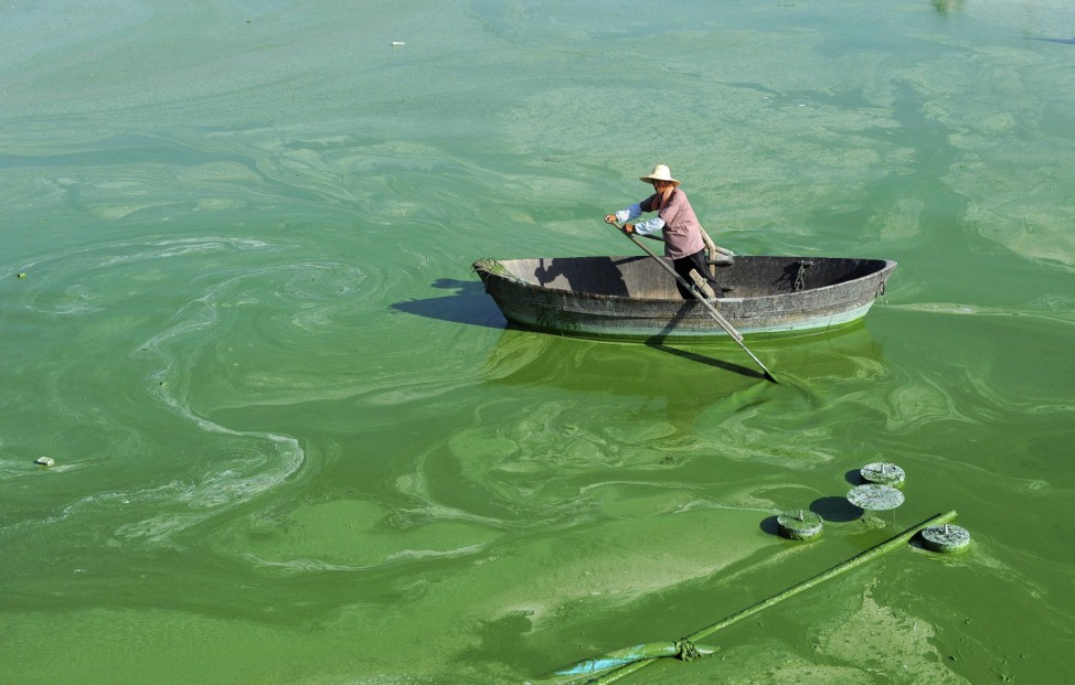 A worker rows a boat in Chaohu Lake, filled with algae, in Hefei