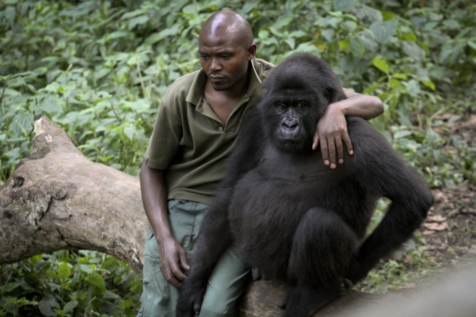 Berggorillas im Kongo