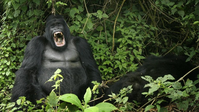 Ruanda: Berggorillas (Gorilla beringei beringei) in Ruanda haben mit ihrem Geschick die Fachwelt in Erstaunen versetzt.