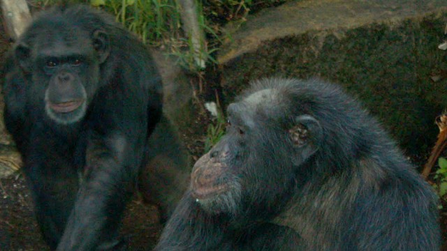 Schimpansin im Tierpark Hellabrunn gestorben