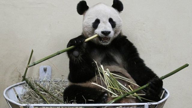 Panda-Männchen Yang Guang in seinem Gehege im Zoo von Edinbourgh