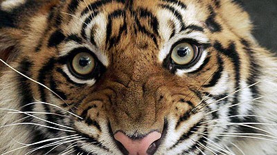 Tierschutz: die "Öko-Krieger": Sein Fell und seine Knochen bringen Geld, daher ist der Tiger gefährdet. Die Organisation EIA versucht, Wildtiere zu retten.