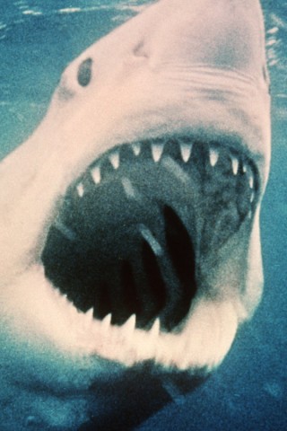 "Der weißer Hai" von Steven Spielberg