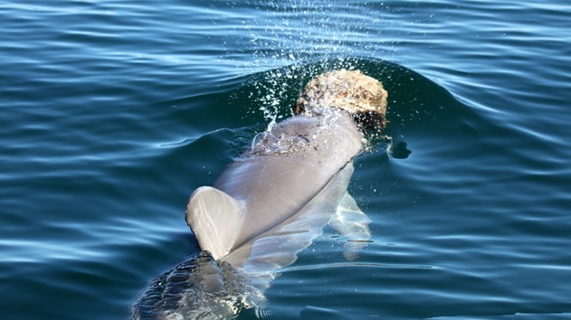 Ein Delfin jagt mit Hilfe eines Schwamms