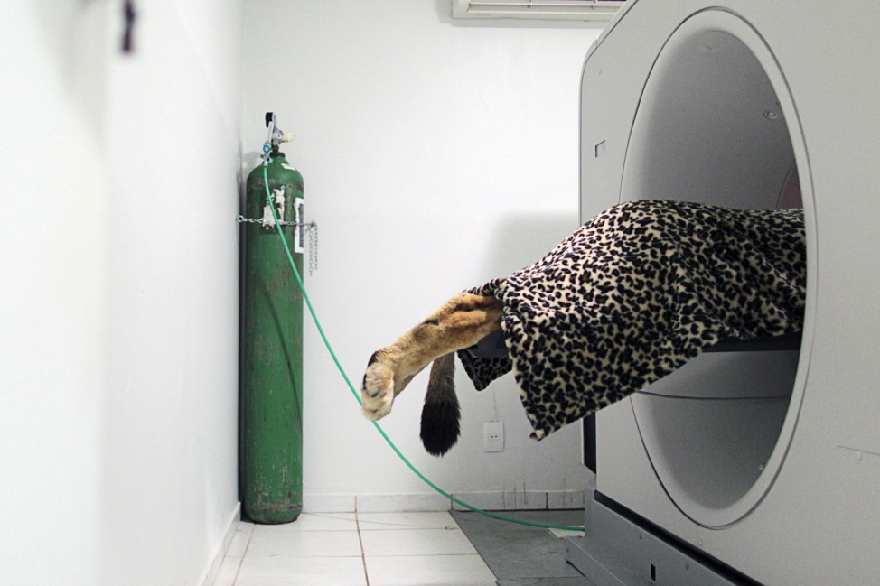 Fafa, a lioness that is nearly 18-year-old, undergoes a CT scan at the veterinary clinic in Brasili