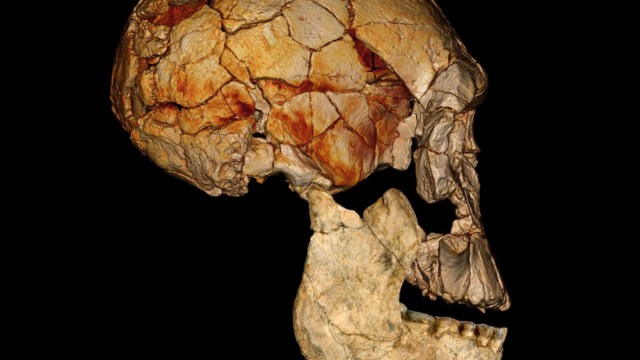 Mit Hilfe eines Computers haben Wissenschaftler einen jetzt vorgestellten Unterkiefer und den Schädel KNM-ER 1470 verbunden. Offenbar gehören beide Fossilien zur selben Menschenart - vermutlich dem "H
