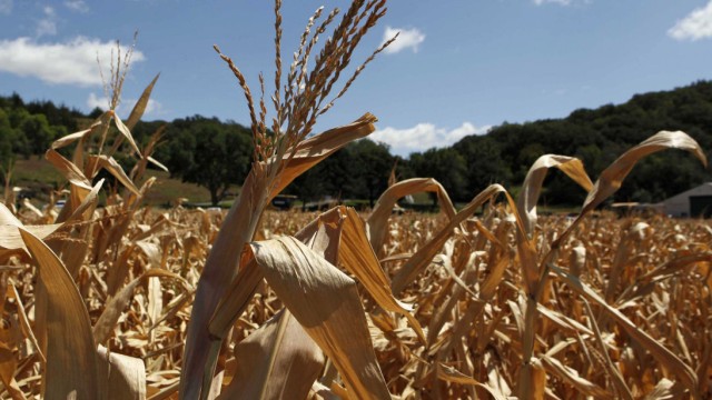 A general view of drought-damaged corn stalks at the McIntosh family farm in Missouri Valley