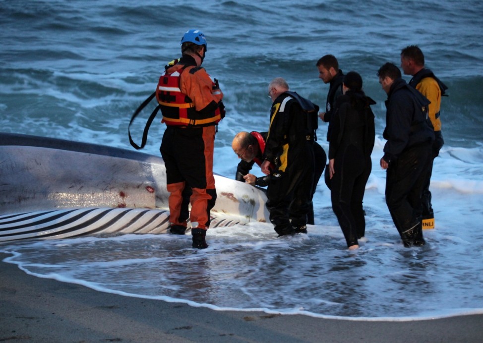 Rescue Attempt Fails To Save Beached Whale At Carlyon Bay