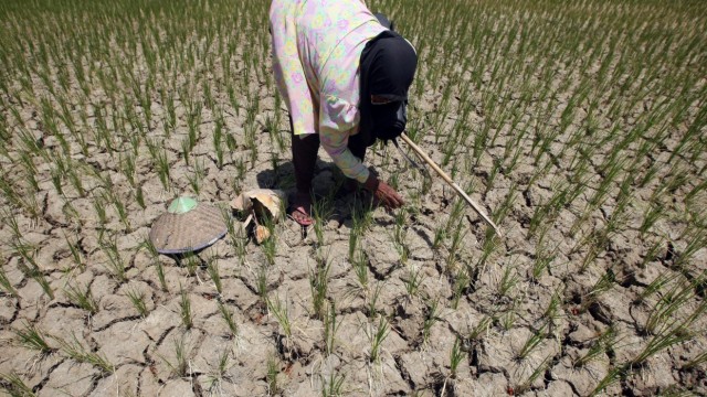 Drought caused thousands Aceh farmers suffered heavy losses due t