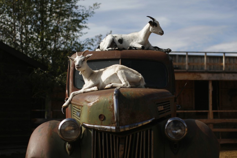 Goats rest on a vintage truck at Caribou Crossing near Carcross in Yukon