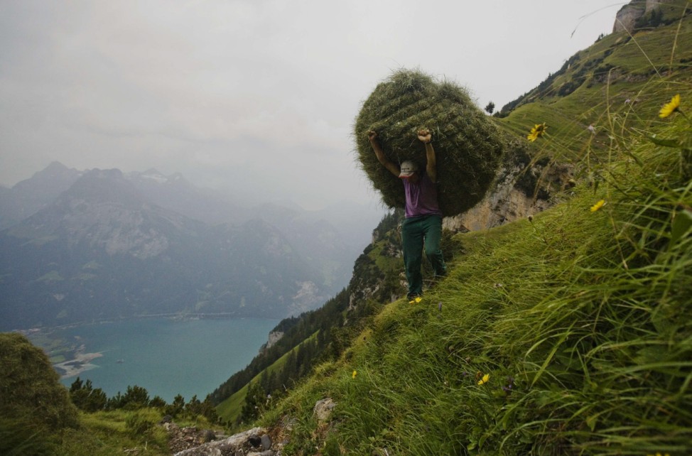 A Swiss farmer carries a bundle of hay as he practises wild haying on a steep hillside on the mountain Rophaien in the Swiss village of Flueelen