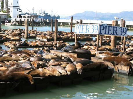 Seelöwen in San Francisco;dpa