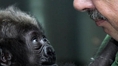 Genforschung: Die Verständigung zwischen Gorilla-Baby und Ziehvater funktioniert auch wortlos. Zum Sprechen müsste das Sprachgen beim Affen anders aufgebaut sein.