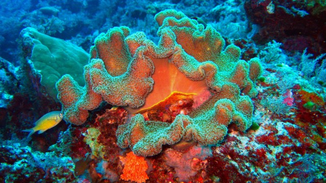 Je mehr sich eine Koralle auf bestimmte Algenarten spezialisiert hat, desto leichter kann sie sich klimatischen Änderungen anpassen.