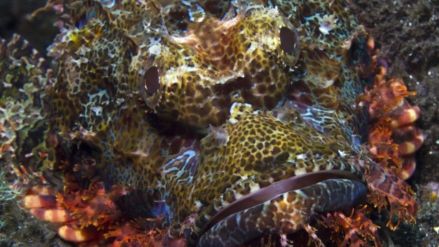 Unterwasseraufnahmen aus dem Komodo-Nationalpark in Indonesien. Über die Erdzeitalter hinweg steigt die Artenvielfalt mit der Temperatur, berichten br