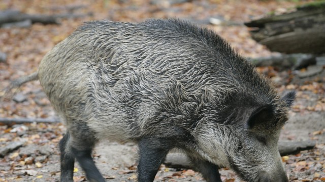 Wildschweine in Rheinland Pfalz auf dem Vormarsch