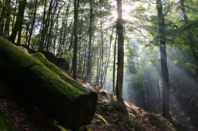 Kinostarts - 'Das grüne Wunder - Unser Wald'