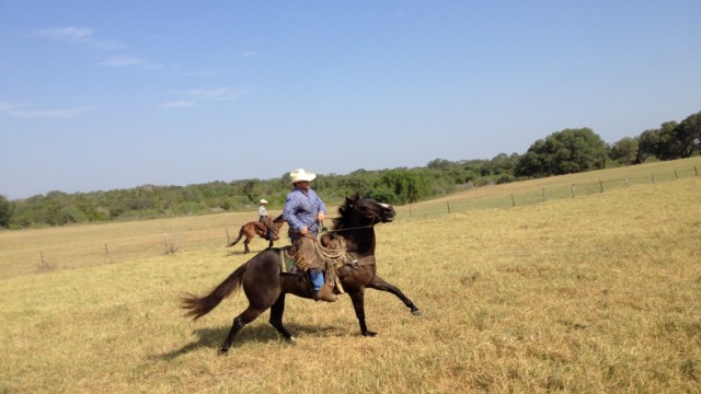Beruf Cowboy: Unvergleichlich findet der Cowboy Arthur Luco dieses Gefühl: draußen zu sein, auf der weiten Ebene, in völliger Freiheit.