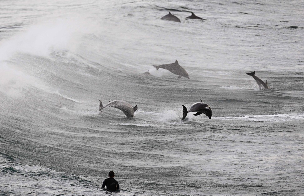 A surfer watches a group of dolphins leap in the waters of Bondi Beach in Sydney