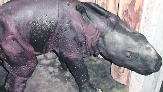 Tierpark Hellabrunn: Am Samstag ist das kleine Nashorn auf die Welt gekommen, nun ist es tot.