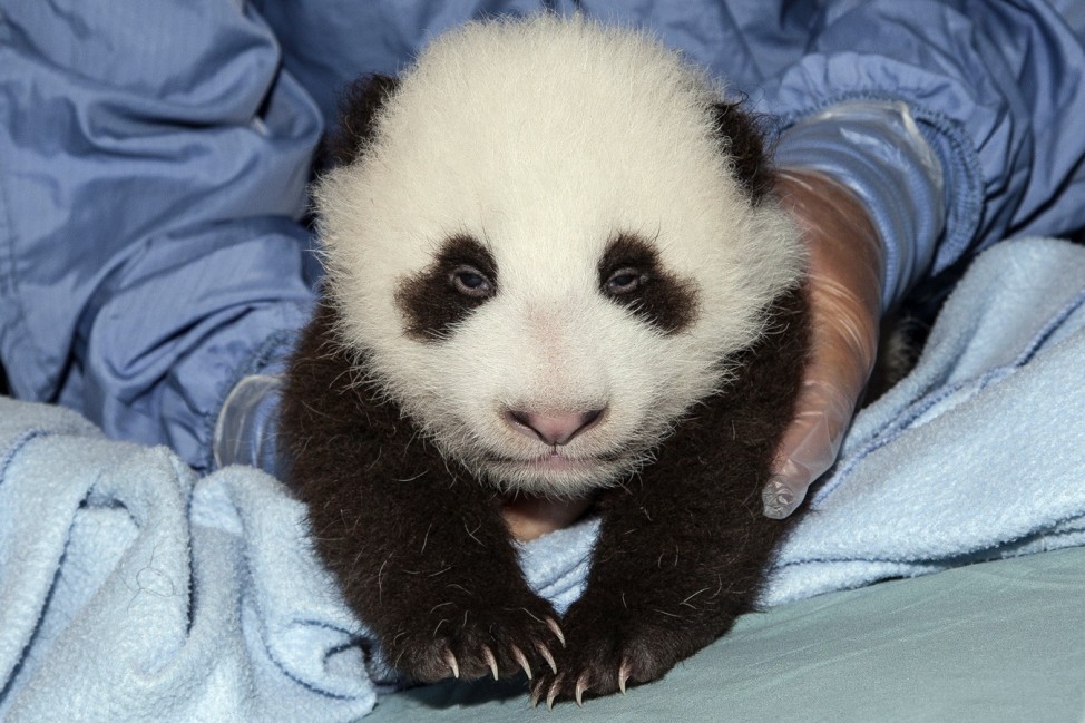 San Diego Zoo Panda Cub Receives First Vaccination During Sixth Exam