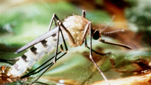 Tigermücke überträgt Dengue-Fieber - neuer Impfstoff