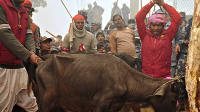 Tieropfer in Nepal: Für Glück, ein langes Leben und Wohlstand opfern in Nepal derzeit Gläubige mehrere Hunderttausend Tiere.