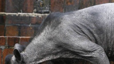 Brillenbären-Krankheit: Mindestens 21 Brillenbären aus Zoos in ganz Europa leiden an dem rätselhaften Haarausfall.