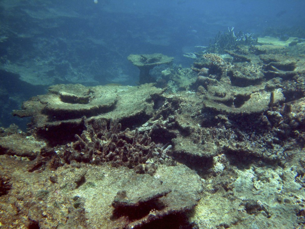 Korallensterben am Great Barrier Reef