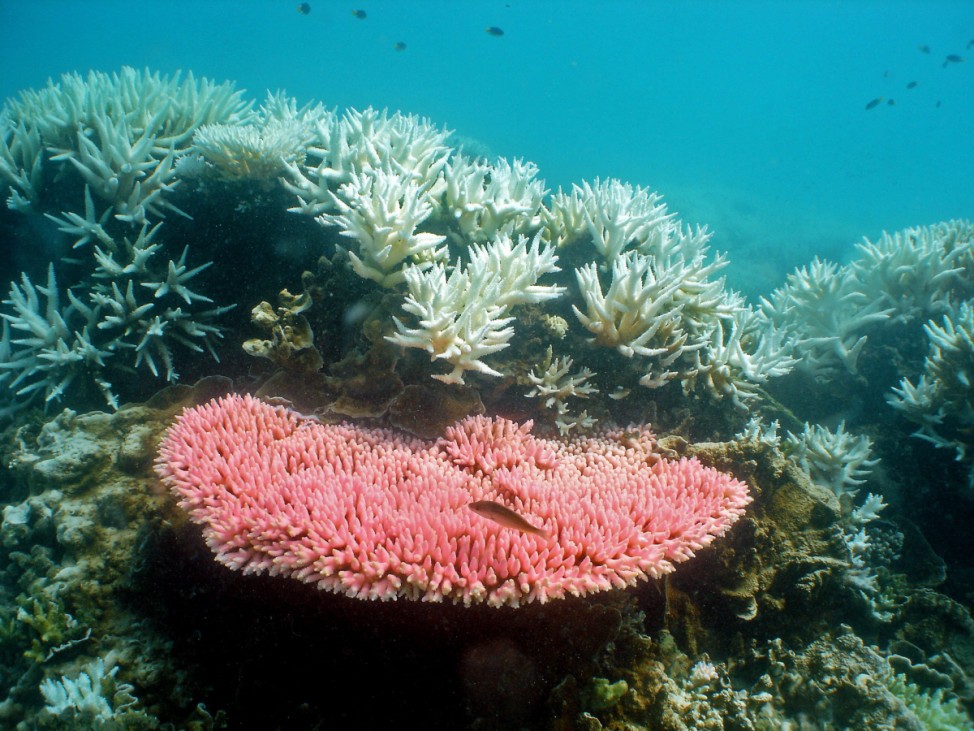 Korallensterben am Great Barrier Reef