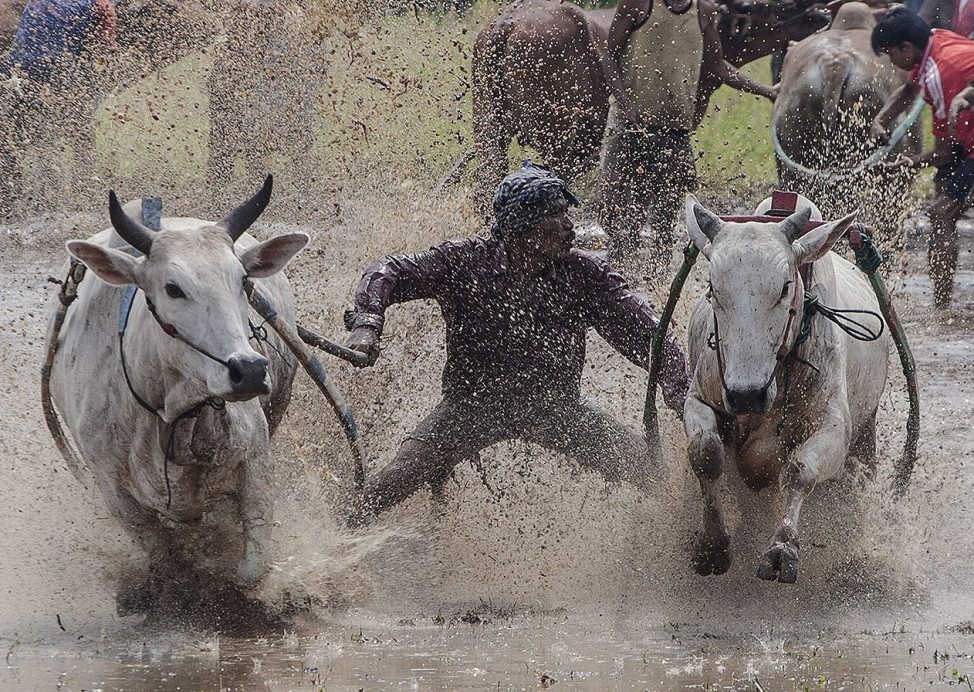 Traditional cow race marks start of harvesting season