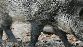 Wildschwein, Foto: dpa