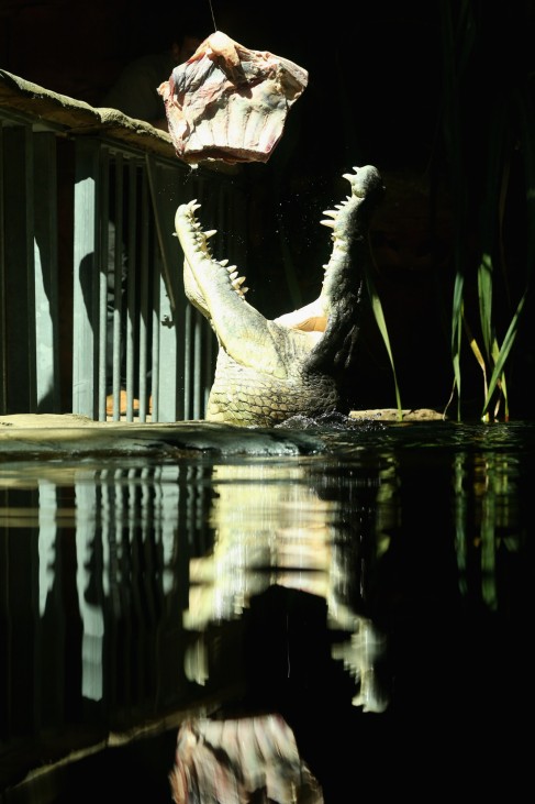 *** BESTPIX *** 700kg Crocodile Eats First Meal At Sydney Zoo