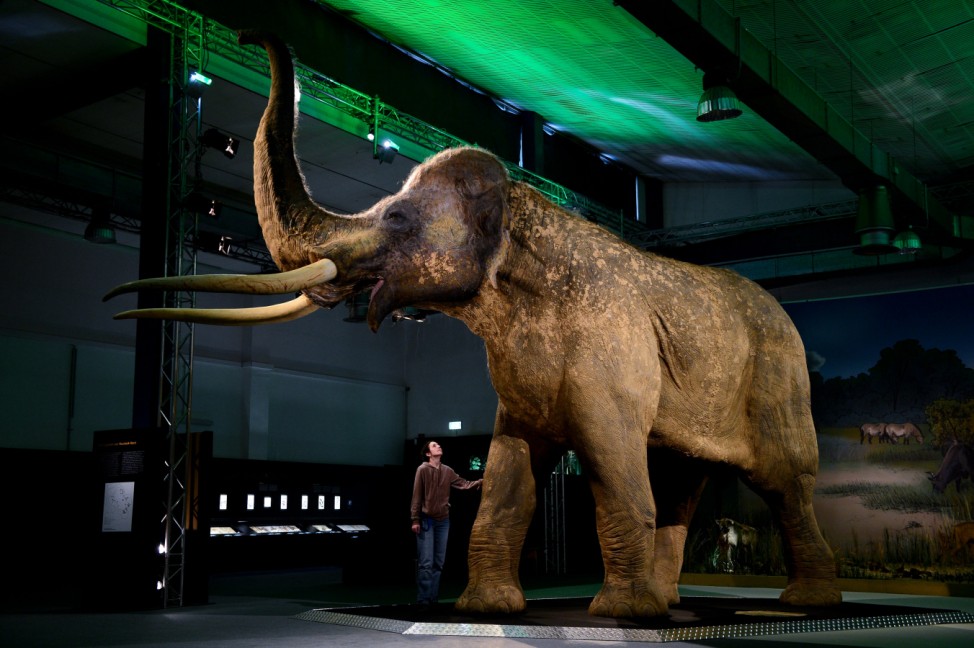 Museum zeigt die Welt der Elefanten vor 200 000 Jahren