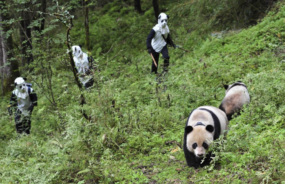 Researchers try to approach giant panda Taotao and its mother Caocao in Wolong National Nature Reserve