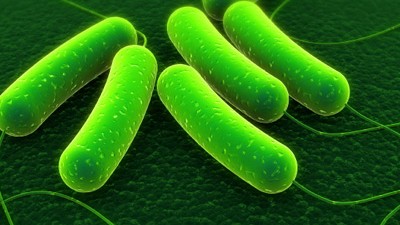 Mikroben beim Menschen: Coli-Bakterien: Mehr als 100 Billionen Bakterien wohnen im und auf dem menschlichen Körper. Coli-Bakterien leben im Darm.