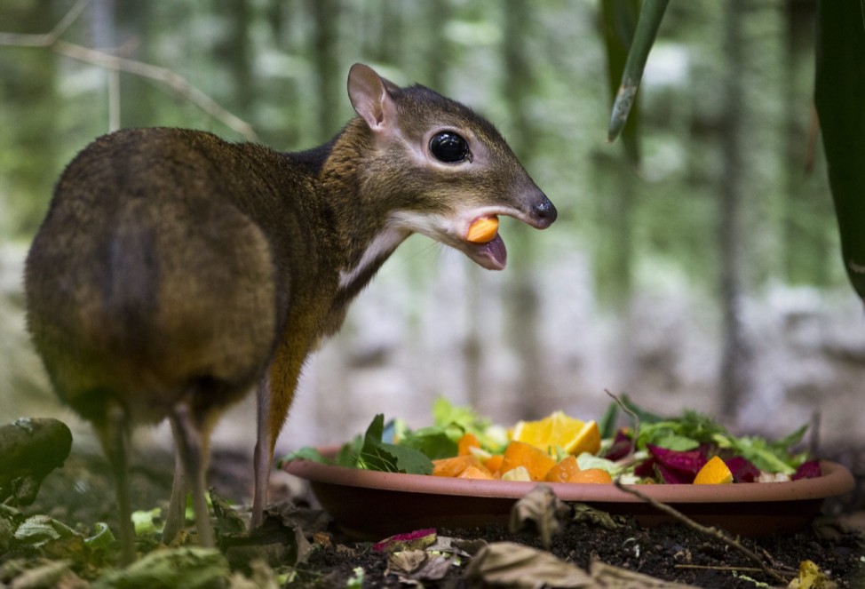 Java mouse-deer at Zurich zoo