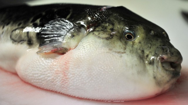 Little Britain: Kugelfisch in Tokio: Kugelfisch-Köche in Japan müssen über eine spezielle Lizenz verfügen.
