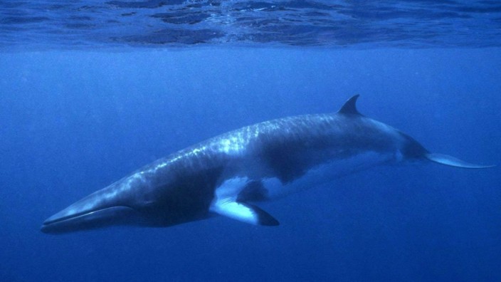 Neuer Streit um Norwegens Walfang