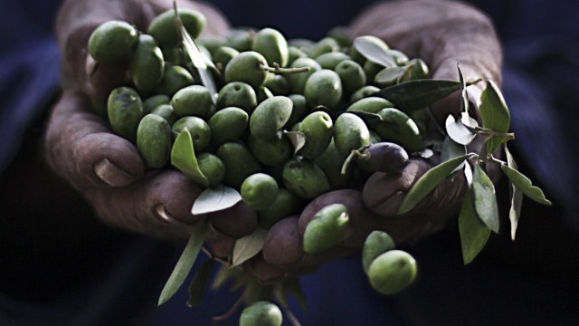 Olive harvest in Gaza