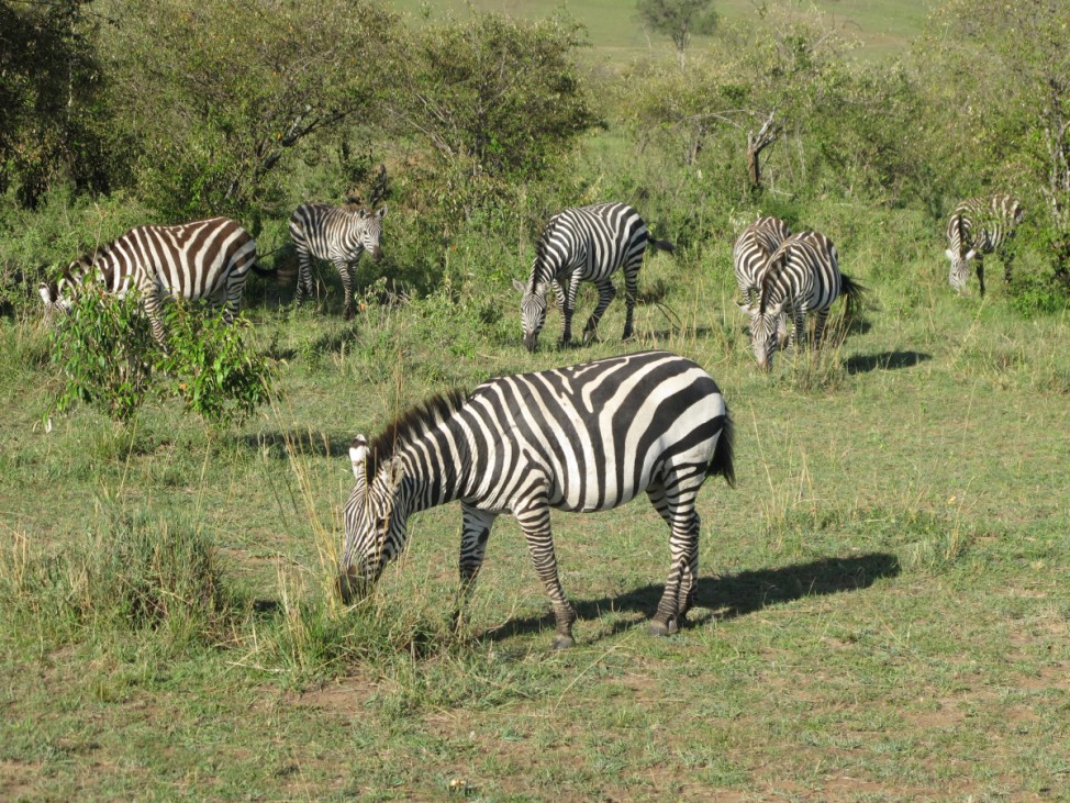 Massai Mara Nationalpark Kenia Afrika