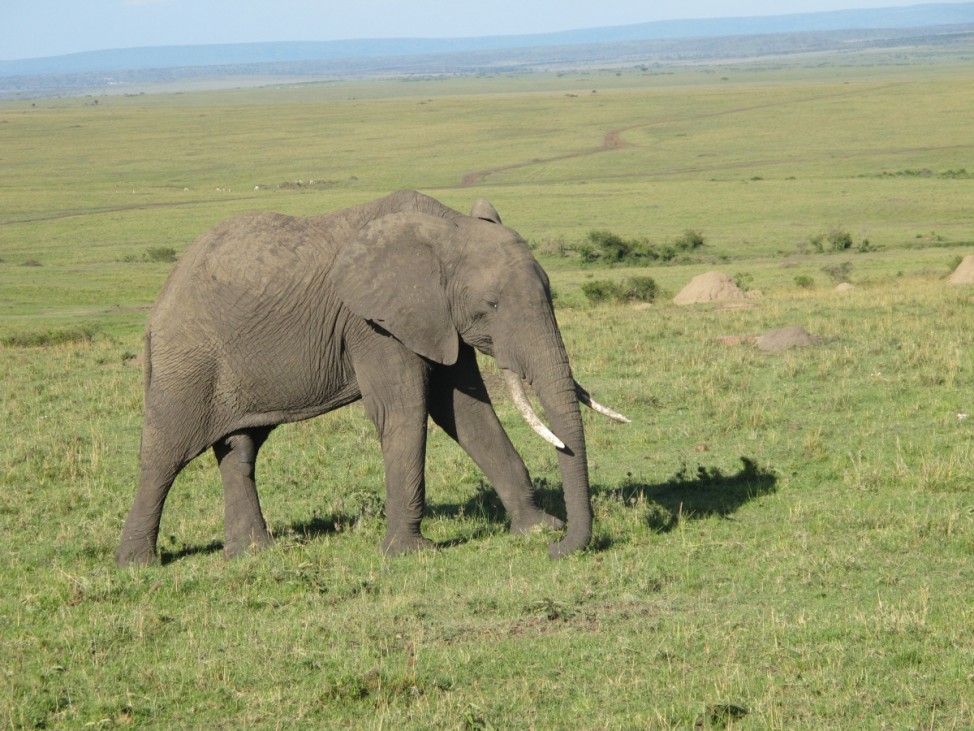 Massai Mara Nationalpark Kenia Afrika