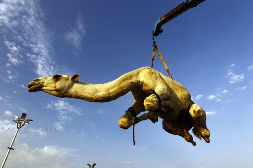 A camel that was purchased by a customer is lifted to be placed in a vehicle at a camel market near Riyadh