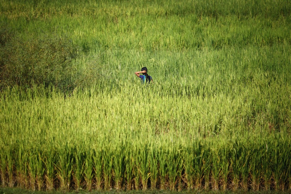 A girl arranges her hair while working on a paddy field at Bihar