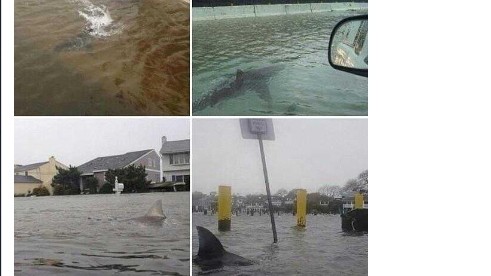 Gefälschte "Sandy"-Bilder: Via Twitter verbreiten sich die gefälschten Bilder zum Sturm "Sandy" rasant - diese sind für die Journalisten eher einfach zu entlarven.